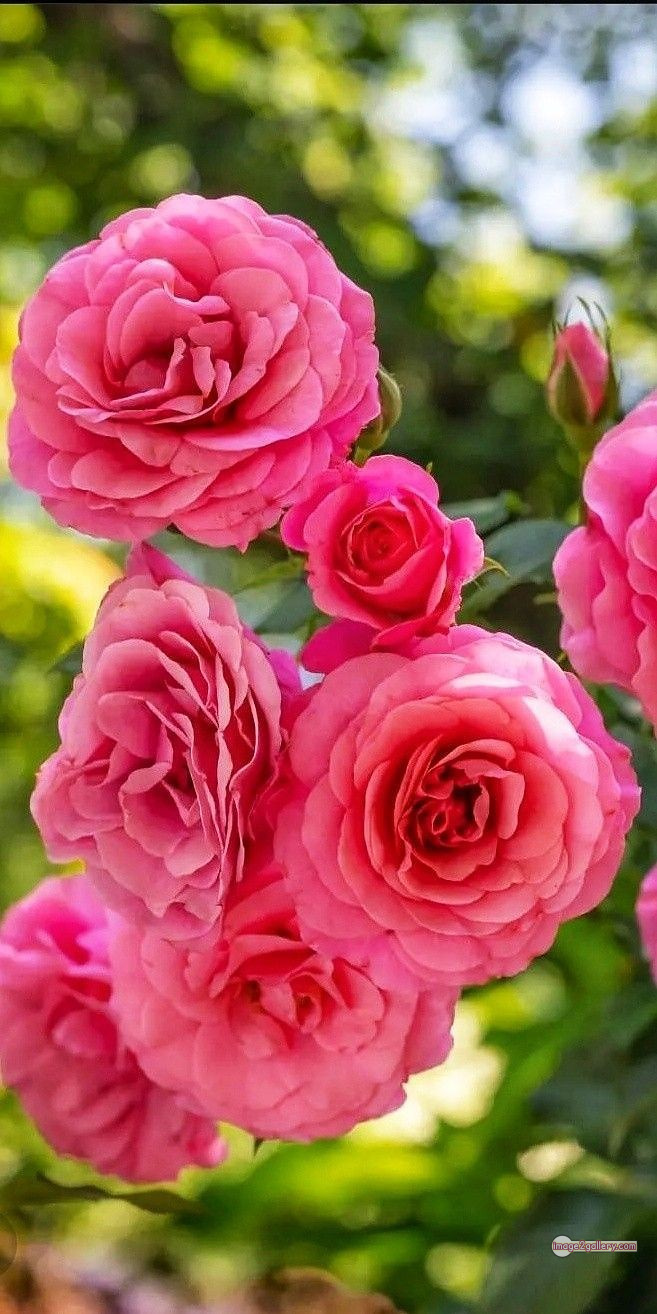 3300+ Beautiful Rose Flowers Image | Rose Flower HD Pic Download | 2991 best roses -(89)