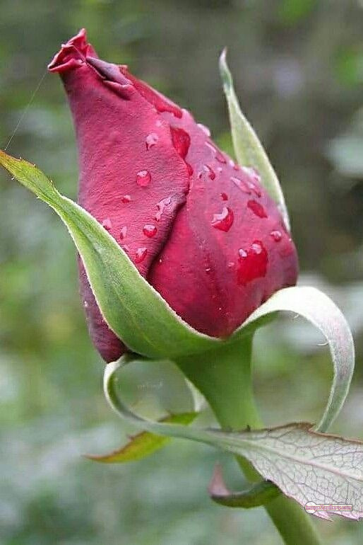 3300+ Beautiful Rose Flowers Image | Rose Flower HD Pic Download | 2985 best roses -(90)