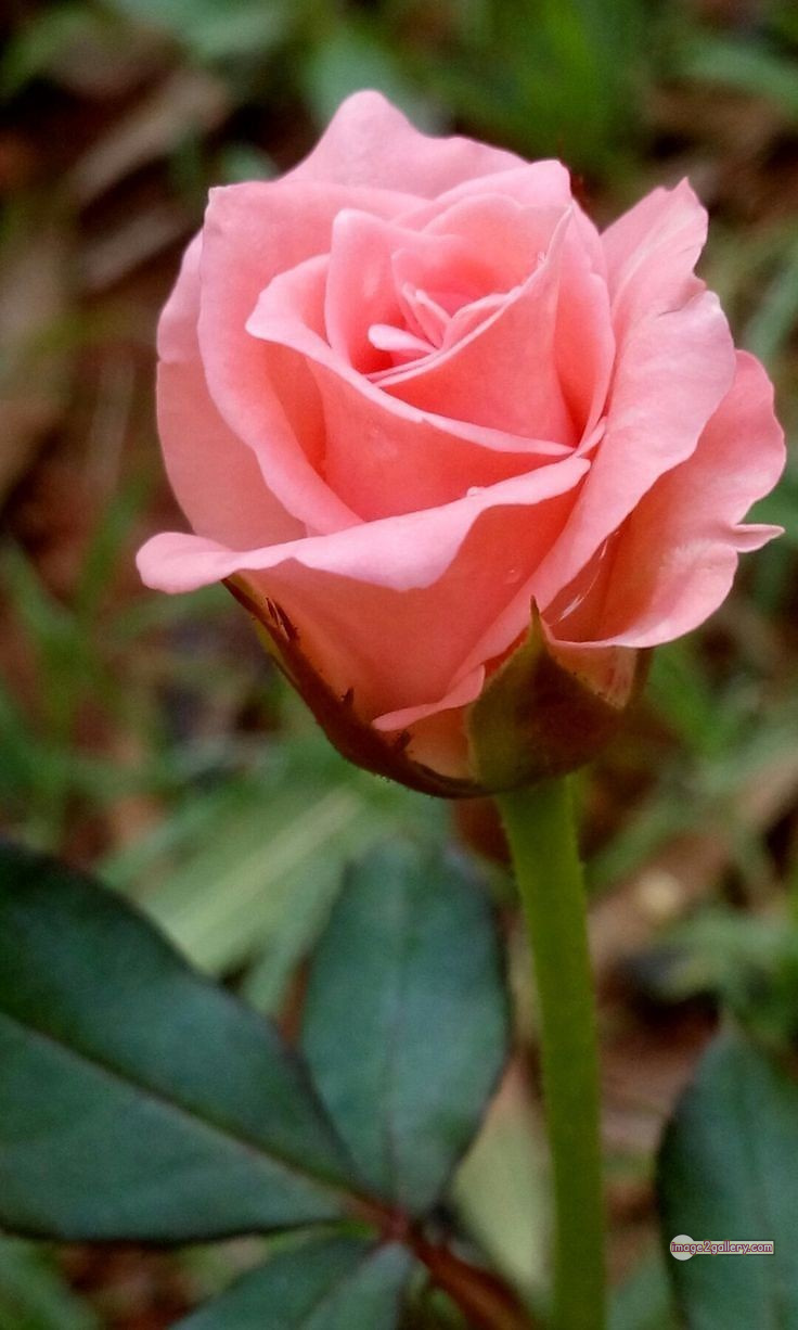 3300+ Beautiful Rose Flowers Image | Rose Flower HD Pic Download | 3109 best roses -(92)