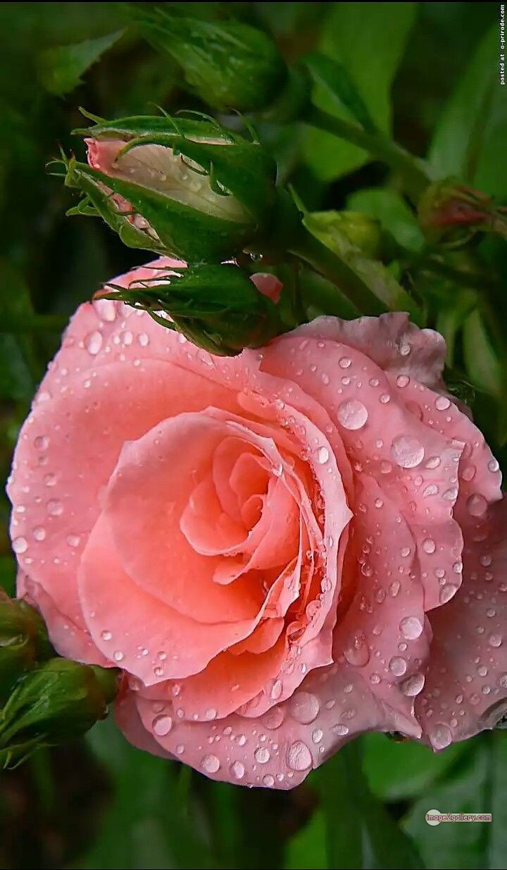3300+ Beautiful Rose Flowers Image | Rose Flower HD Pic Download | 3102 best roses -(93)