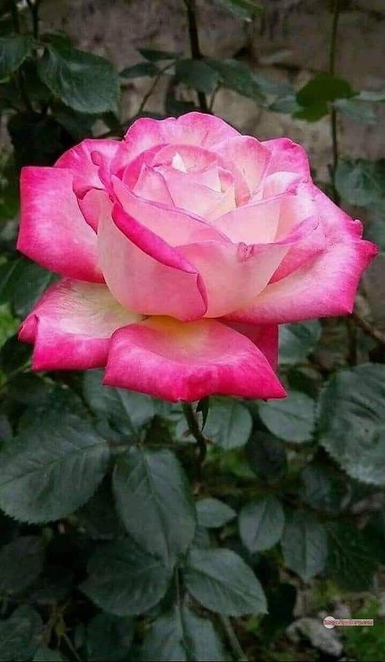 3300+ Beautiful Rose Flowers Image | Rose Flower HD Pic Download | 3101 best roses -(94)
