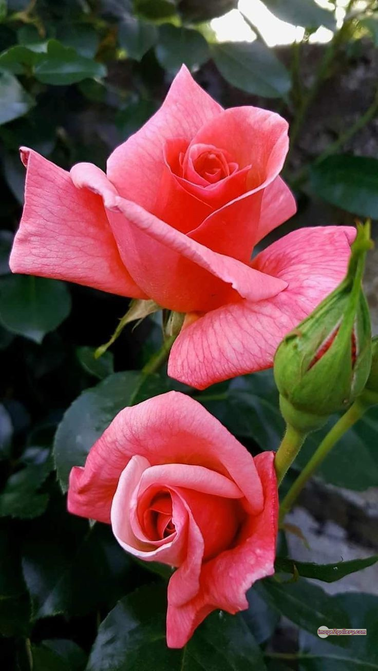 3300+ Beautiful Rose Flowers Image | Rose Flower HD Pic Download | 3104 best roses -(95)