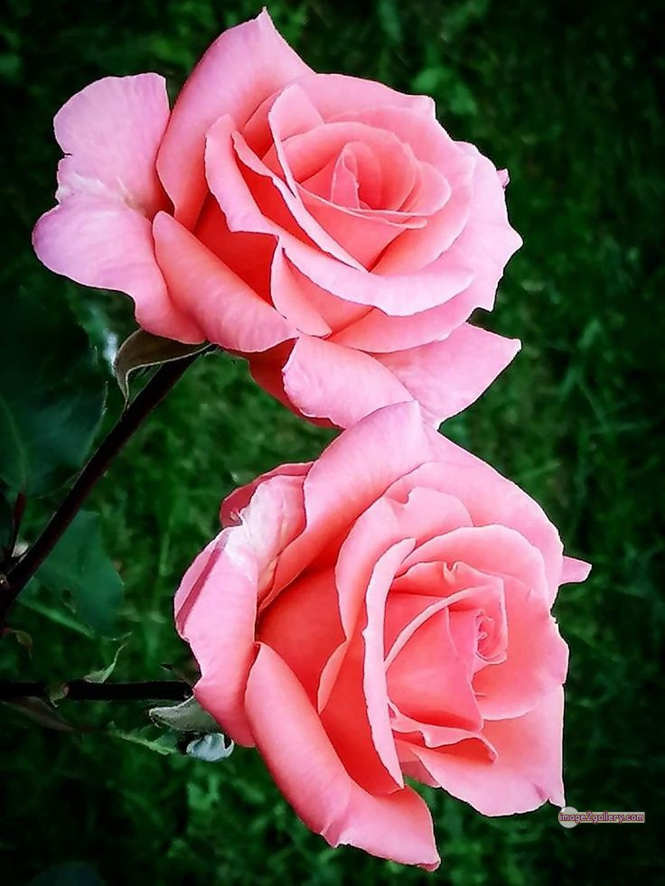 3300+ Beautiful Rose Flowers Image | Rose Flower HD Pic Download | 3103 best roses -(96)