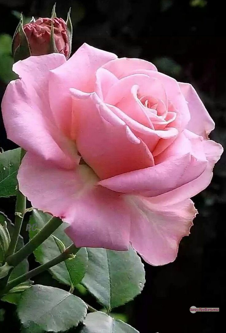 3300+ Beautiful Rose Flowers Image | Rose Flower HD Pic Download | 285 best roses -(97)