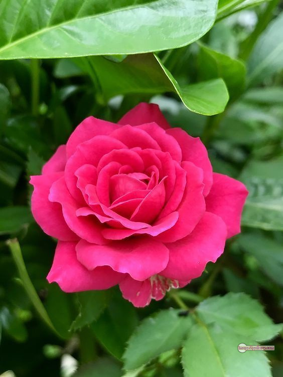 3300+ Beautiful Rose Flowers Image | Rose Flower HD Pic Download | 3100 best roses -(98)