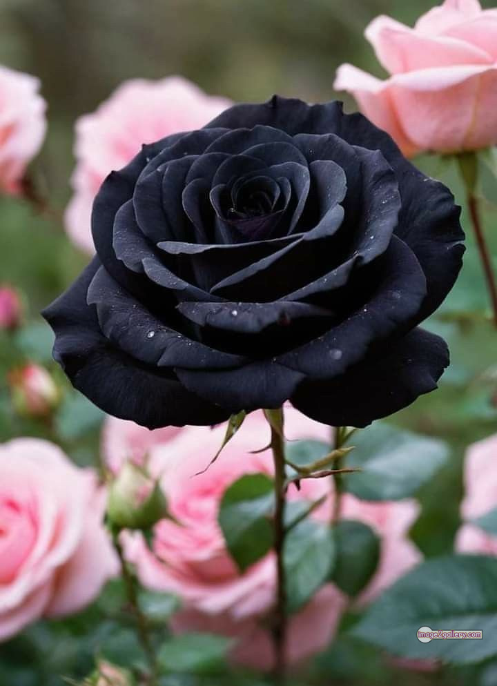 3300+ Beautiful Rose Flowers Image | Rose Flower HD Pic Download | 438 black and roses -