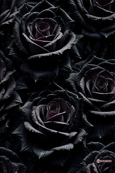 3300+ Beautiful Rose Flowers Image | Rose Flower HD Pic Download | 1120 black and roses -(11)