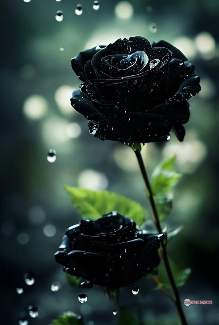 3300+ Beautiful Rose Flowers Image | Rose Flower HD Pic Download | 1223 black and roses -(12)