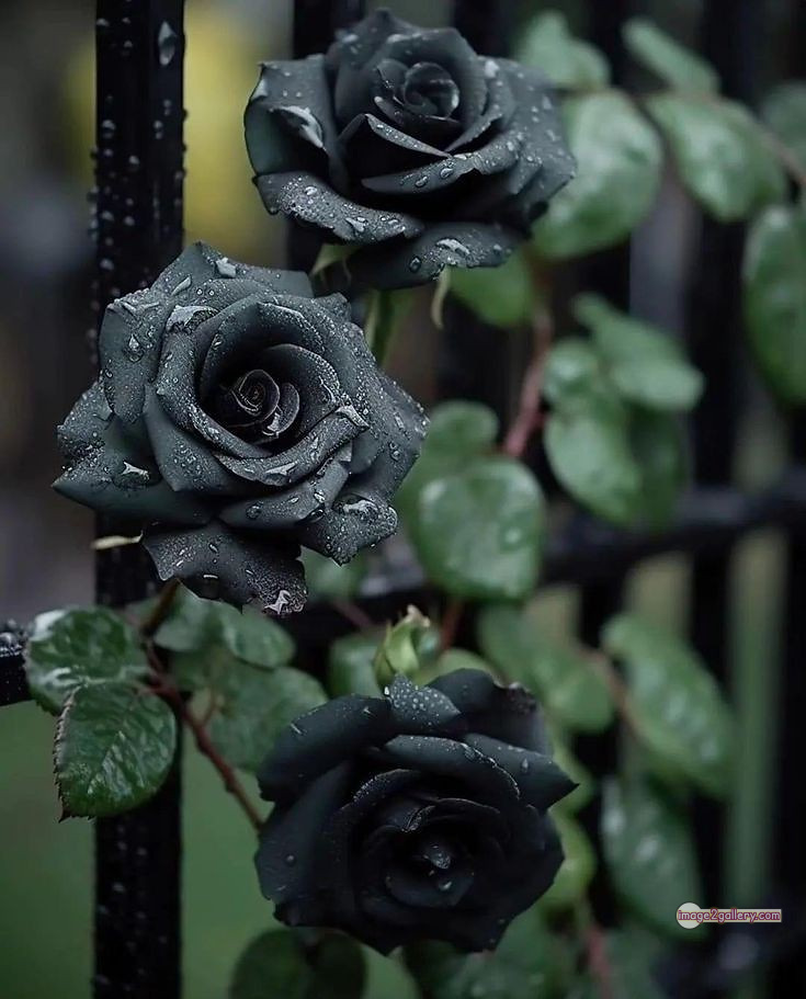 3300+ Beautiful Rose Flowers Image | Rose Flower HD Pic Download | 439 black and roses -(13)
