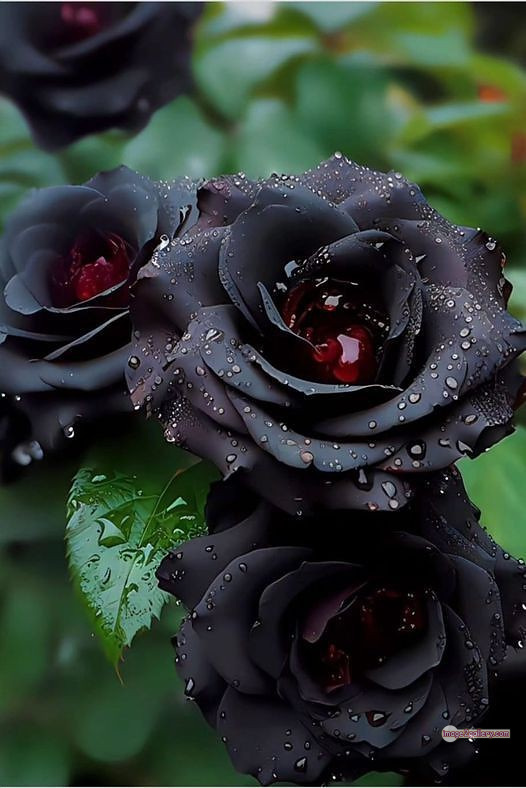 3300+ Beautiful Rose Flowers Image | Rose Flower HD Pic Download | 1222 black and roses -(14)