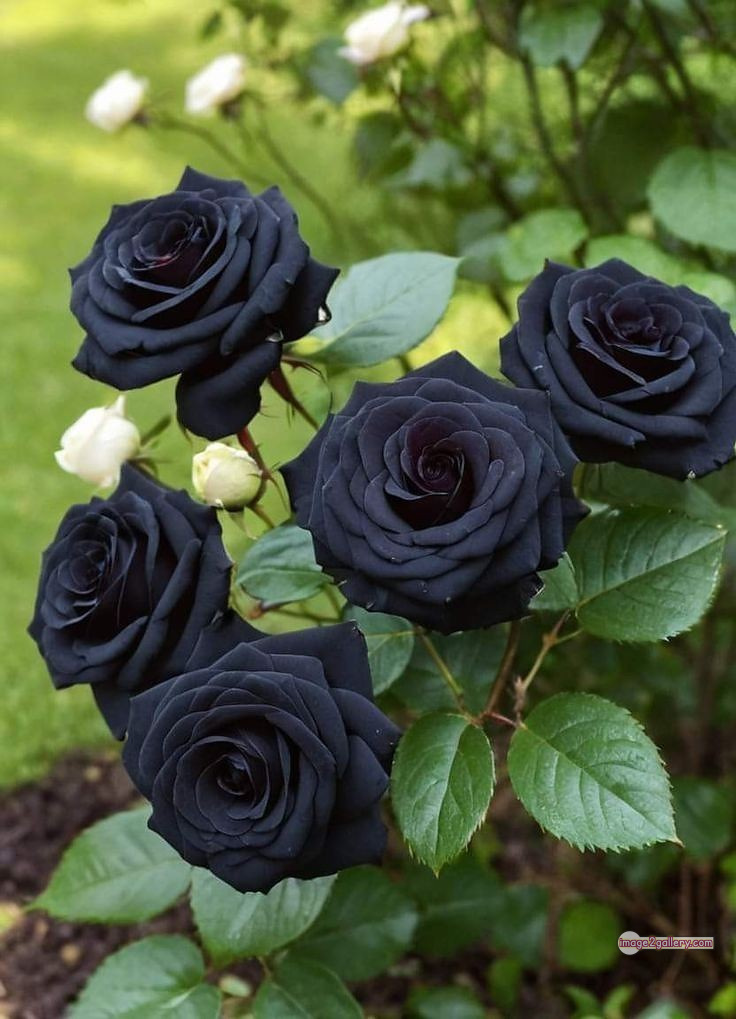3300+ Beautiful Rose Flowers Image | Rose Flower HD Pic Download | 1400 black and roses -(16)