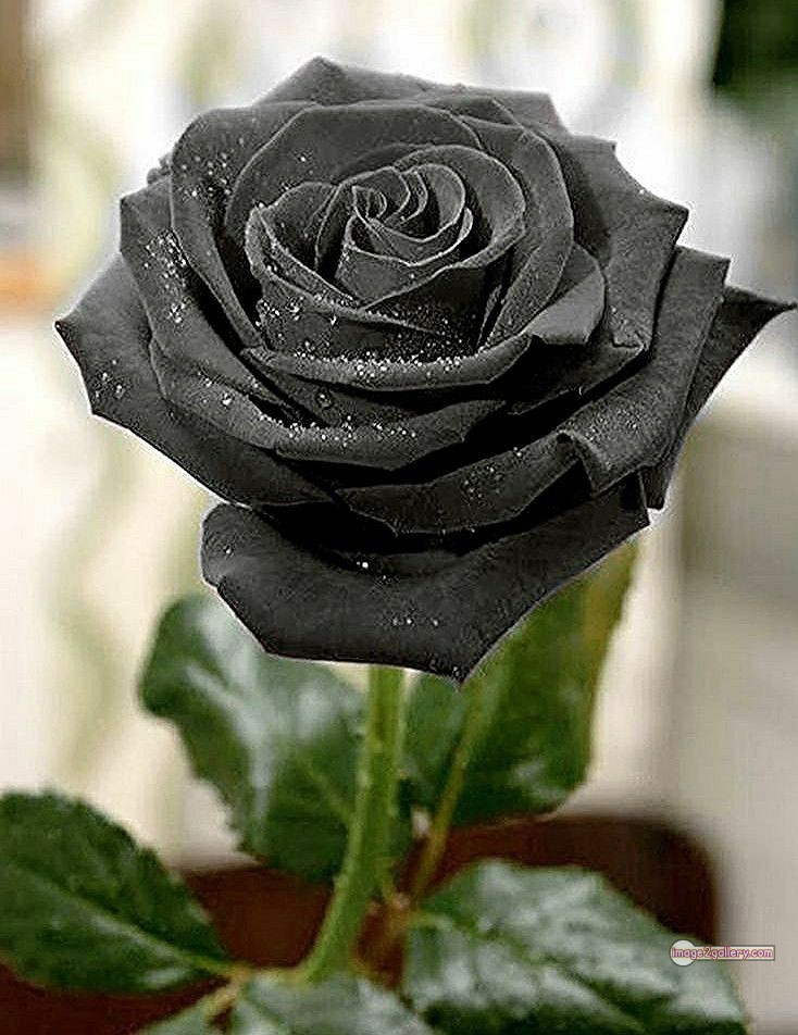3300+ Beautiful Rose Flowers Image | Rose Flower HD Pic Download | 1305 black and roses -(17)