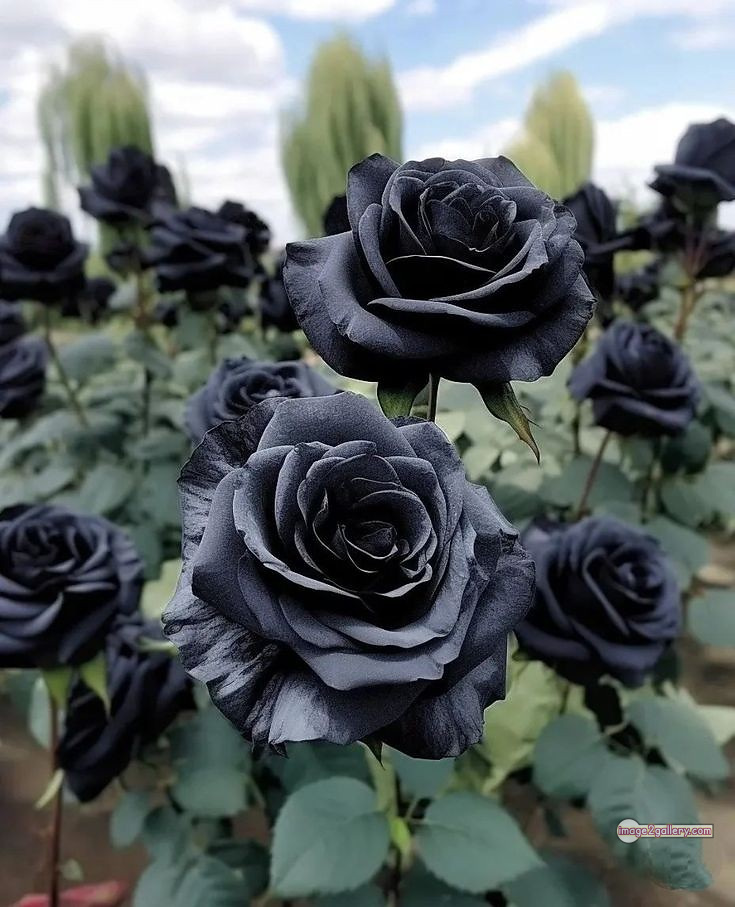 3300+ Beautiful Rose Flowers Image | Rose Flower HD Pic Download | 1043 black and roses -(3)