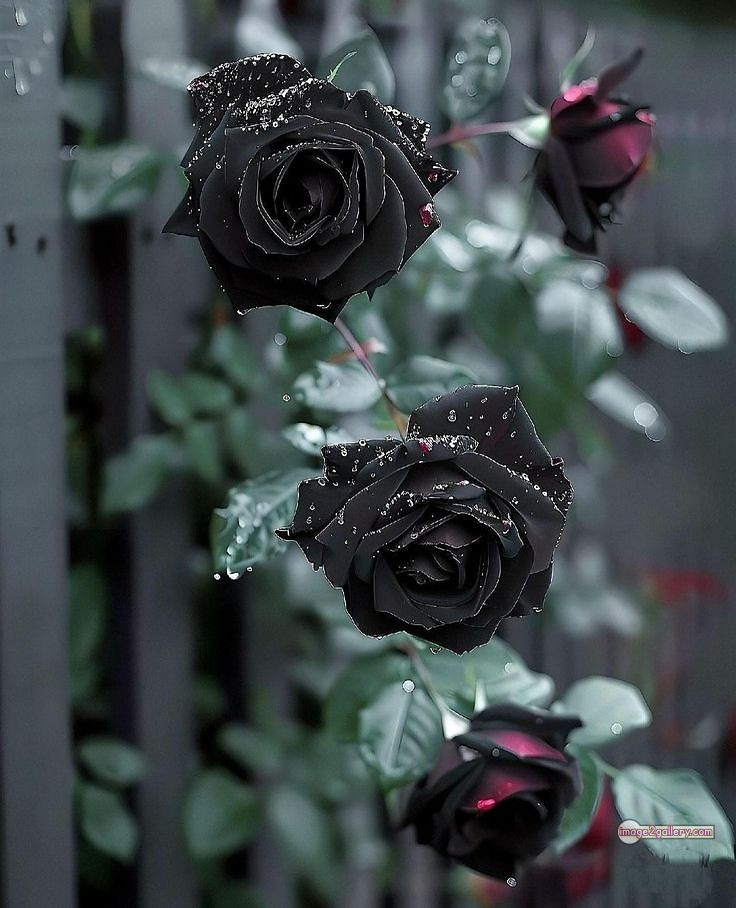 3300+ Beautiful Rose Flowers Image | Rose Flower HD Pic Download | 366 black and roses -(4)