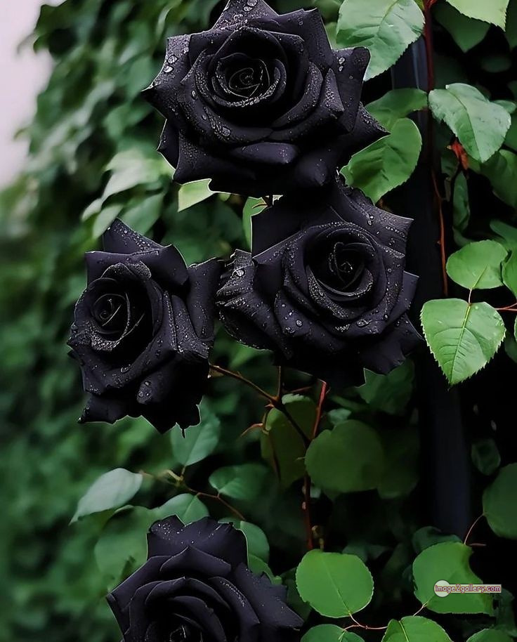 3300+ Beautiful Rose Flowers Image | Rose Flower HD Pic Download | 494 black and roses -(5)