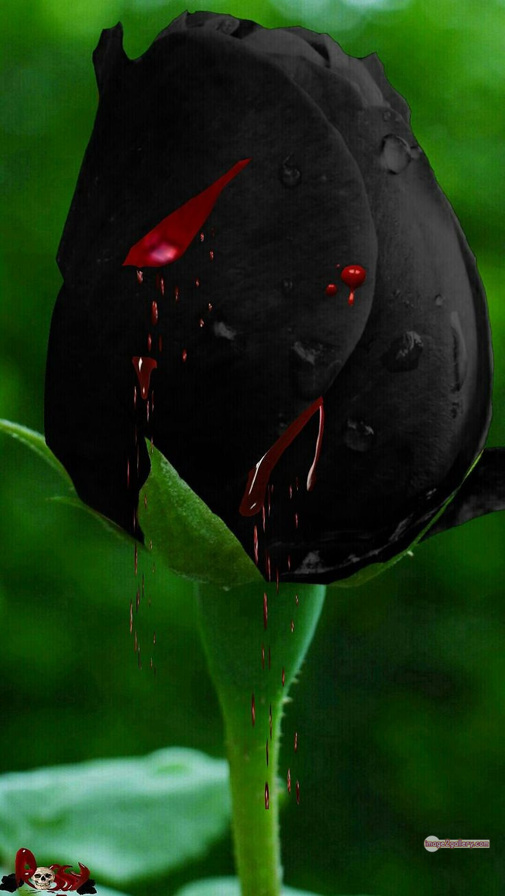 3300+ Beautiful Rose Flowers Image | Rose Flower HD Pic Download | 365 black and roses -(9)