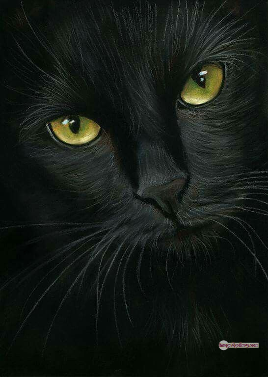 800+ Cute Cate Photos Download | Beautiful Cute Cat Images | 224 black cat images -