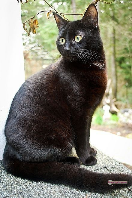 800+ Cute Cate Photos Download | Beautiful Cute Cat Images | 65 black cat images -(10)