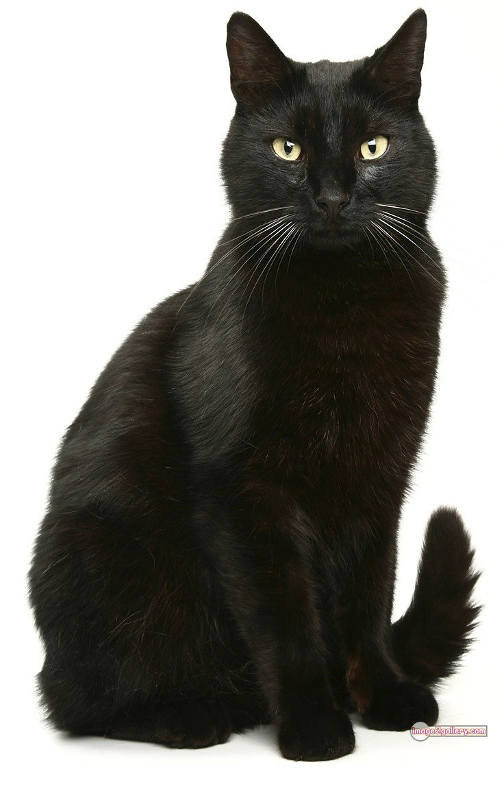 800+ Cute Cate Photos Download | Beautiful Cute Cat Images | 127 black cat images -(11)