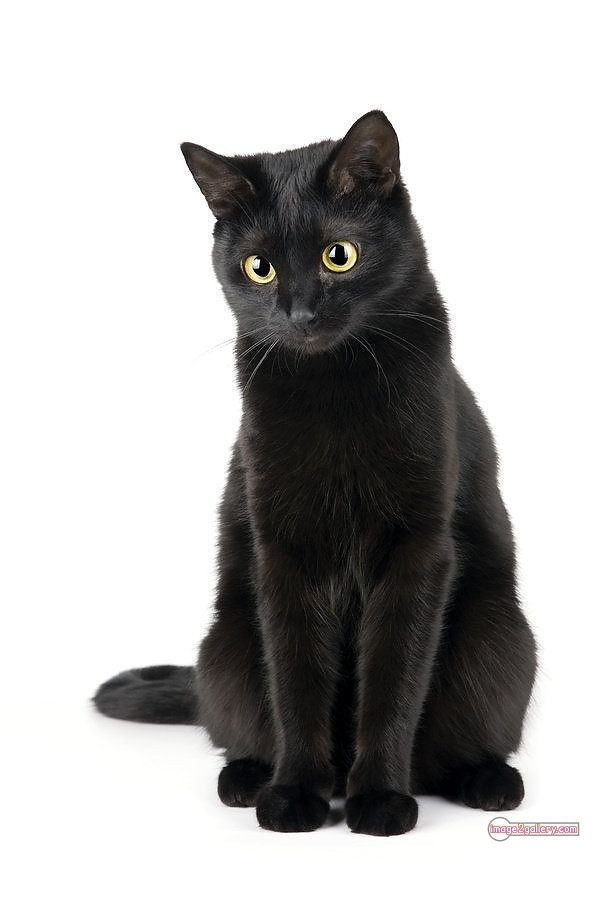 800+ Cute Cate Photos Download | Beautiful Cute Cat Images | 152 black cat images -(12)