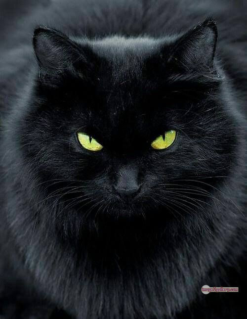 800+ Cute Cate Photos Download | Beautiful Cute Cat Images | 153 black cat images -(13)