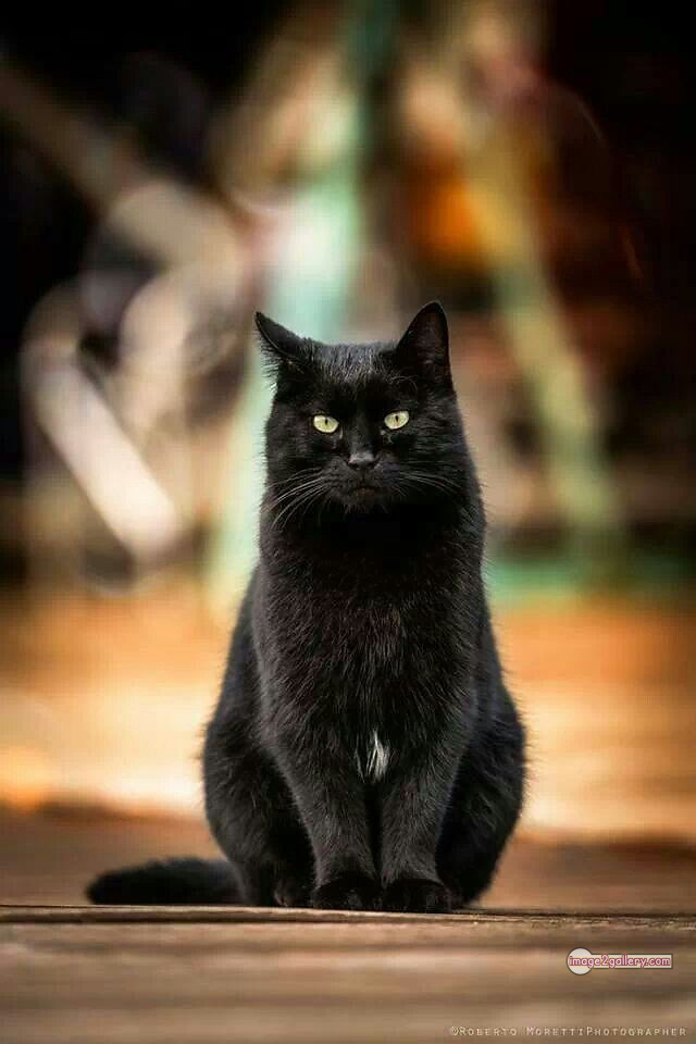 800+ Cute Cate Photos Download | Beautiful Cute Cat Images | 63 black cat images -(14)