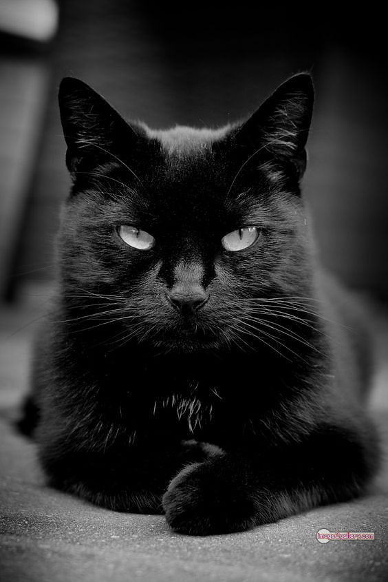 800+ Cute Cate Photos Download | Beautiful Cute Cat Images | 228 black cat images -(15)