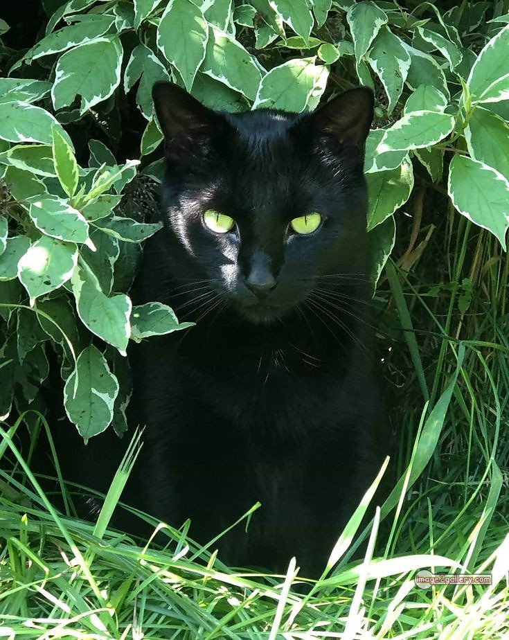 800+ Cute Cate Photos Download | Beautiful Cute Cat Images | 227 black cat images -(16)