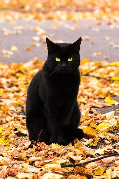 800+ Cute Cate Photos Download | Beautiful Cute Cat Images | 60 black cat images -(17)