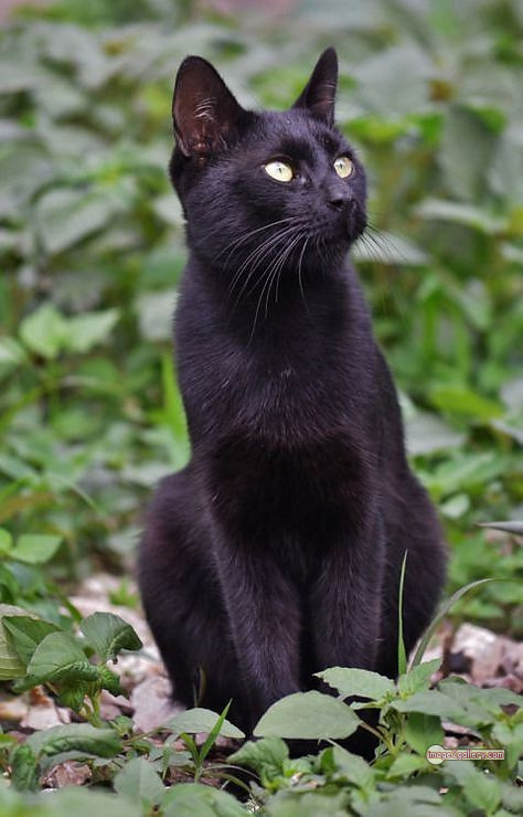 800+ Cute Cate Photos Download | Beautiful Cute Cat Images | 61 black cat images -(18)