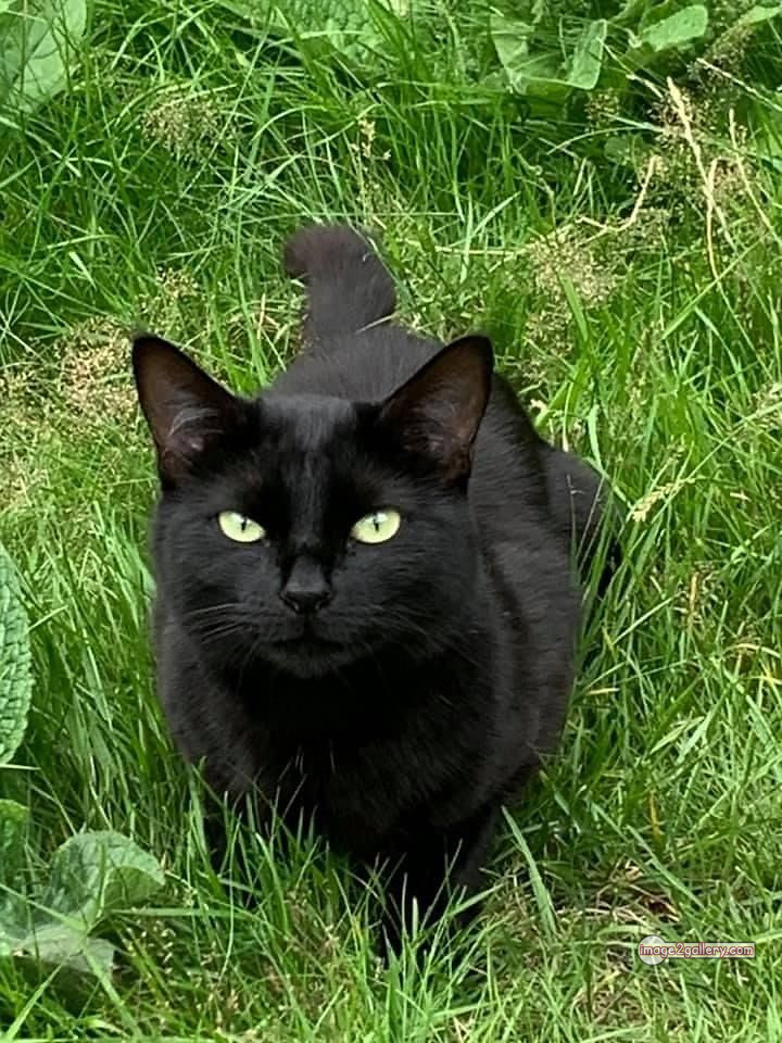 800+ Cute Cate Photos Download | Beautiful Cute Cat Images | 62 black cat images -(19)