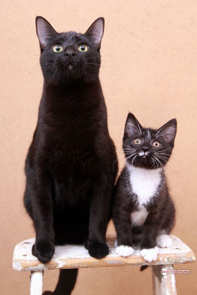 800+ Cute Cate Photos Download | Beautiful Cute Cat Images | 128 black cat images -(4)