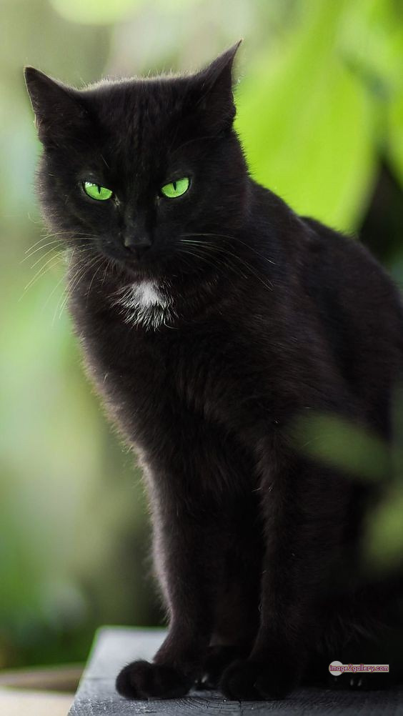 800+ Cute Cate Photos Download | Beautiful Cute Cat Images | 129 black cat images -(5)