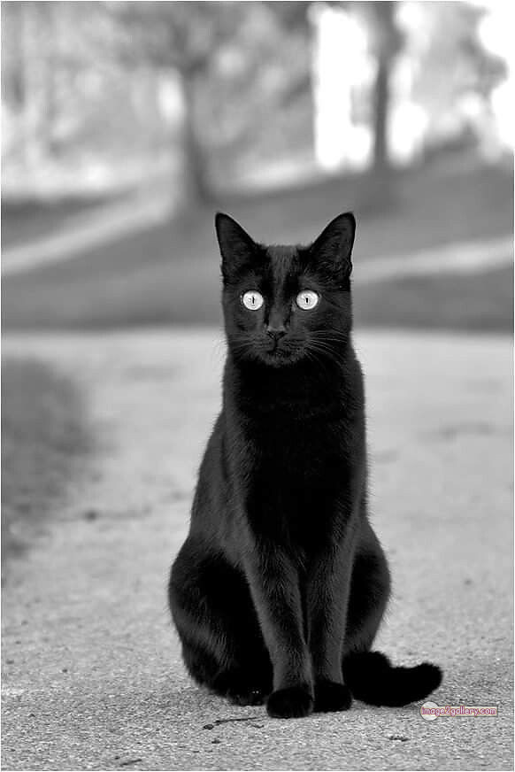 800+ Cute Cate Photos Download | Beautiful Cute Cat Images | 130 black cat images -(6)