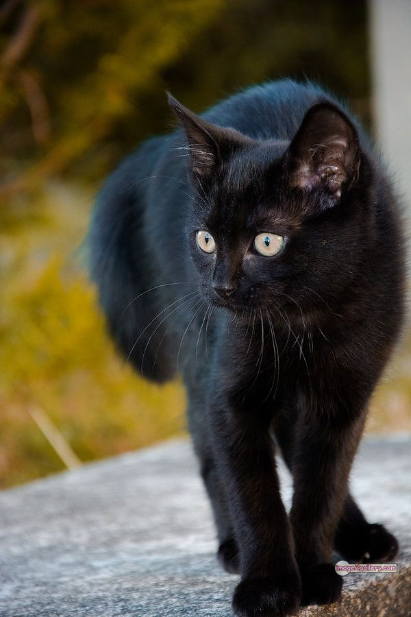 800+ Cute Cate Photos Download | Beautiful Cute Cat Images | 131 black cat images -(7)