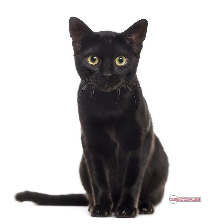 800+ Cute Cate Photos Download | Beautiful Cute Cat Images | 66 black cat images -(8)