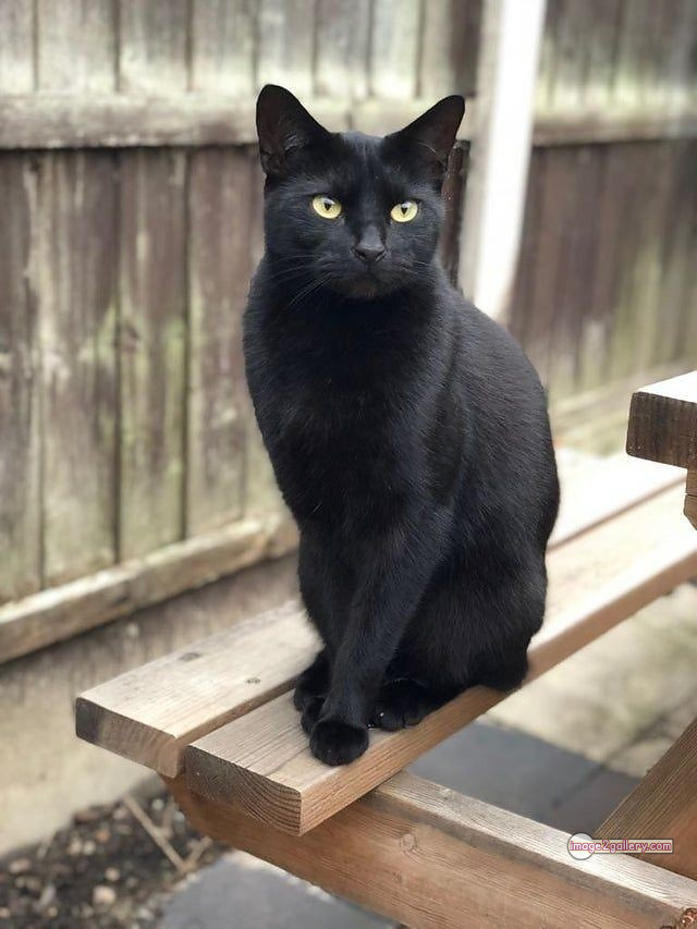 800+ Cute Cate Photos Download | Beautiful Cute Cat Images | 154 black cat images -(9)