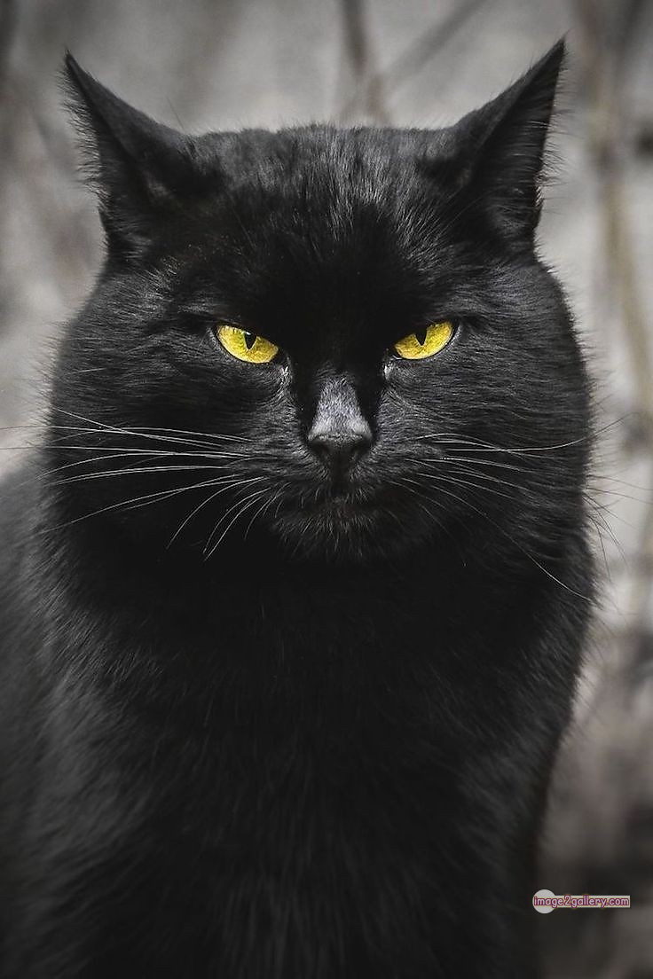 800+ Cute Cate Photos Download | Beautiful Cute Cat Images | 150 black cat images hd -(10)