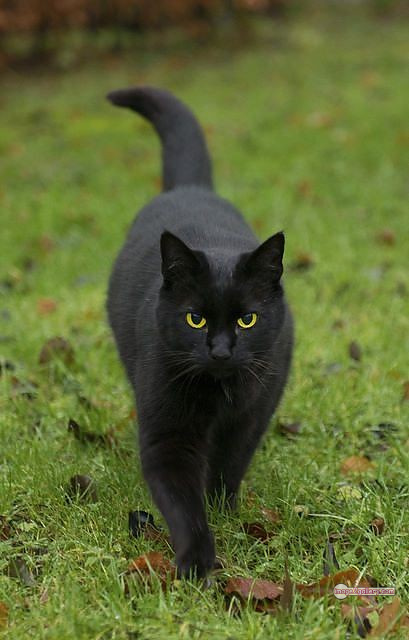 800+ Cute Cate Photos Download | Beautiful Cute Cat Images | 151 black cat images hd -(11)