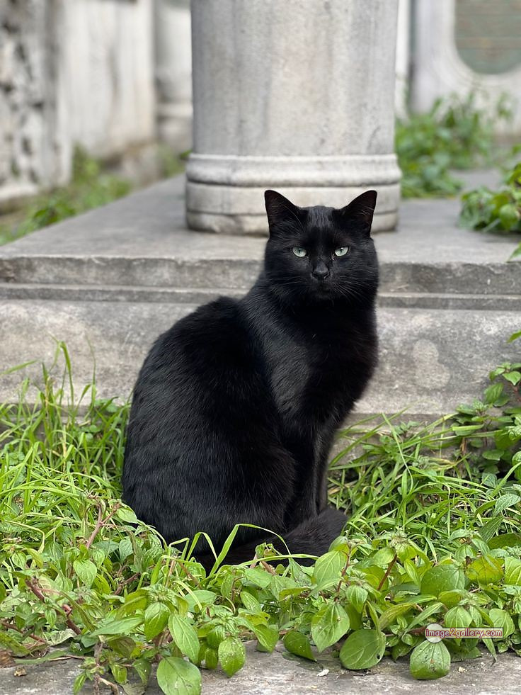 800+ Cute Cate Photos Download | Beautiful Cute Cat Images | 27 black cat images hd -(13)