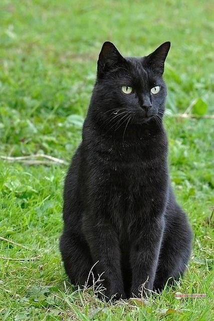 800+ Cute Cate Photos Download | Beautiful Cute Cat Images | 33 black cat images hd -(14)