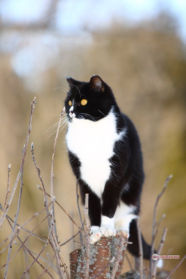 800+ Cute Cate Photos Download | Beautiful Cute Cat Images | 34 black cat images hd -(2)