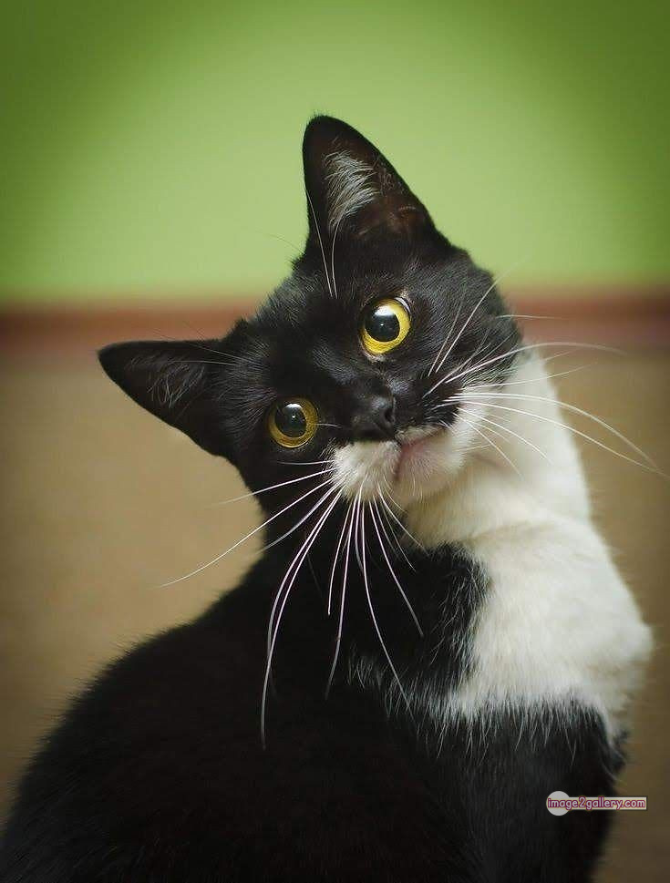 800+ Cute Cate Photos Download | Beautiful Cute Cat Images | 91 black cat images hd -(4)