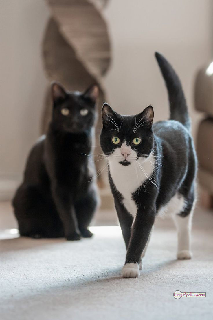 800+ Cute Cate Photos Download | Beautiful Cute Cat Images | 35 black cat images hd -(5)
