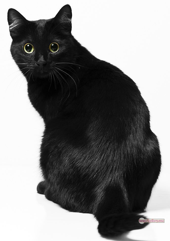 800+ Cute Cate Photos Download | Beautiful Cute Cat Images | 36 black cat images hd -(6)