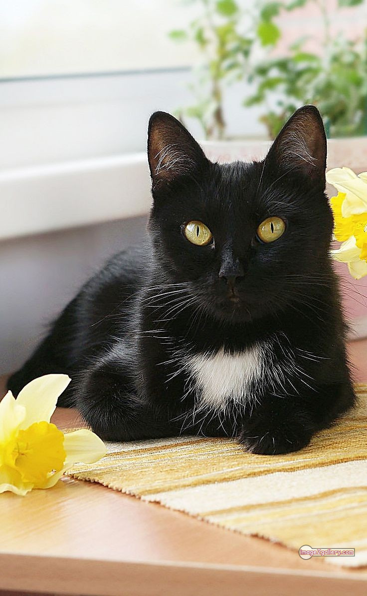 800+ Cute Cate Photos Download | Beautiful Cute Cat Images | 230 black cat images hd -(7)