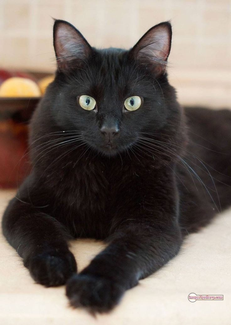 800+ Cute Cate Photos Download | Beautiful Cute Cat Images | 229 black cat images hd -(8)
