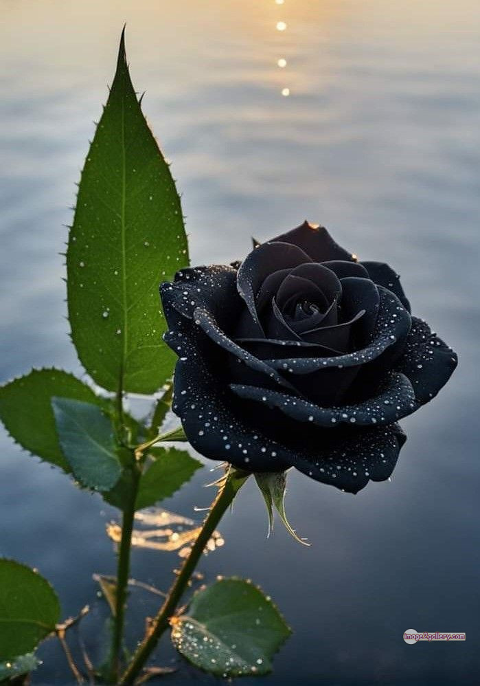 3300+ Beautiful Rose Flowers Image | Rose Flower HD Pic Download | 561 black colour rose flower -(1)