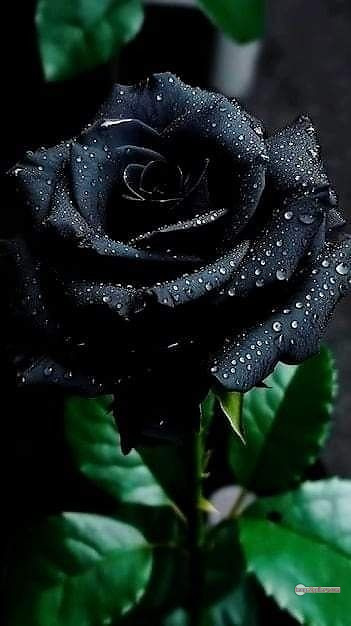 3300+ Beautiful Rose Flowers Image | Rose Flower HD Pic Download | 686 black colour rose flower -(4)