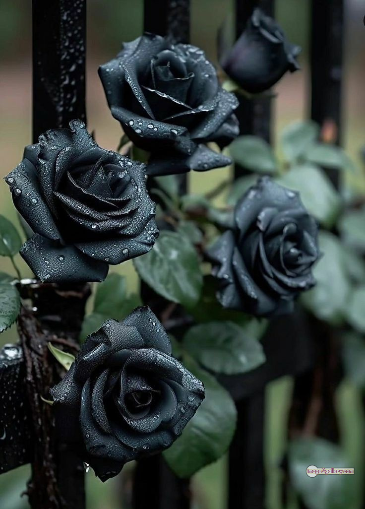 3300+ Beautiful Rose Flowers Image | Rose Flower HD Pic Download | 1947 black colour rose flower -(6)